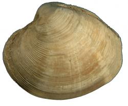 Littleneck clam.jpg
